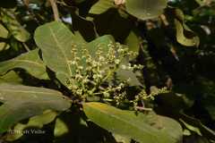 Buchanania cochinchinensis